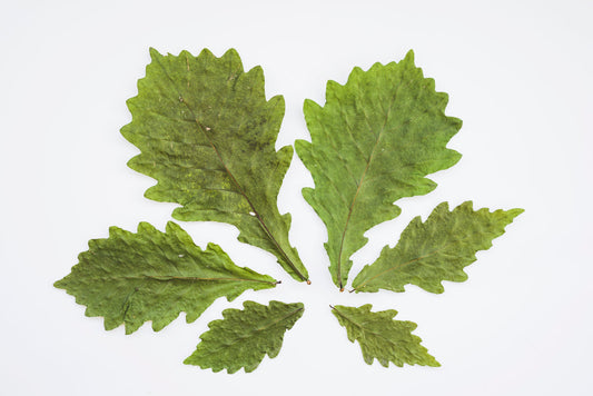 L'Infusion de Stevia